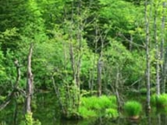 明神池の写真1
