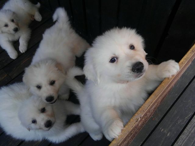 受付横には仔犬が_ィト°ムカの入り江
