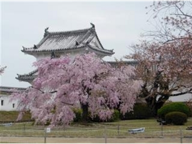満開桜と櫓、ここから化粧櫓へ。
_姫路城化粧櫓