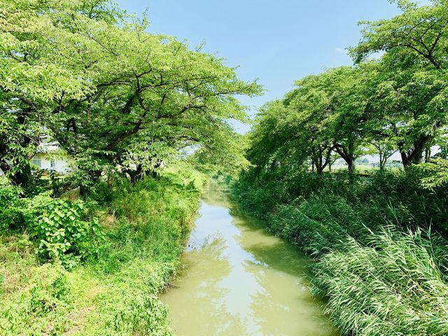 【伊佐沼公園】川も流れています_伊佐沼公園
