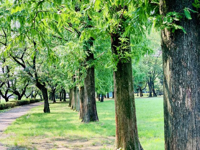 【伊佐沼公園】緑がキレイ!_伊佐沼公園