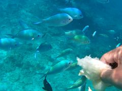 バードアイランド はての浜ツアーの写真1