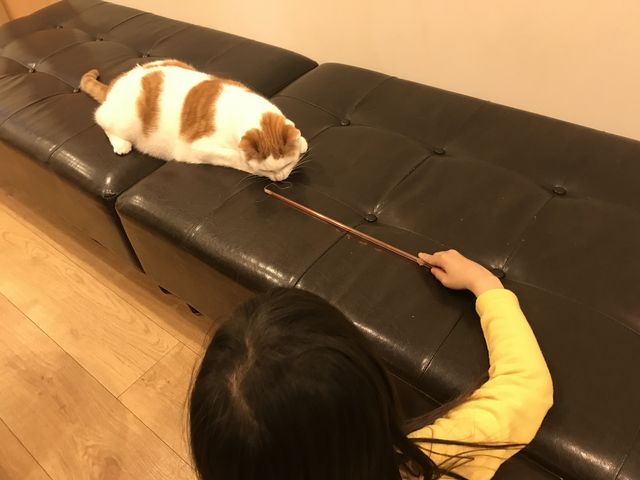 なかなか、、、、動かない^_^_CatCafeOBC