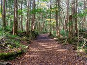 チノちゃんさんの株式会社 Mt.Fuji Nature Travelの投稿写真1