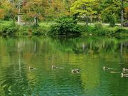 雷ちゃんさんの大沼湖の投稿写真9