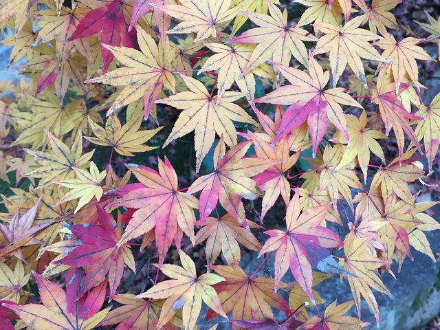 コントラストがとても綺麗な紅葉_天授庵(南禅寺塔頭)