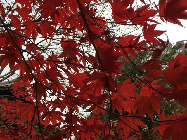 鮮やかな紅葉_天授庵(南禅寺塔頭)