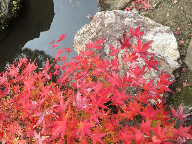 石に映える紅葉_天授庵(南禅寺塔頭)
