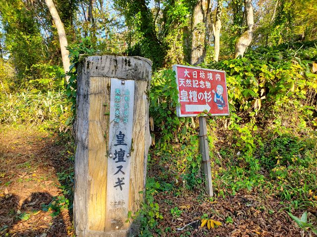 皇壇の杉のへ_大日坊