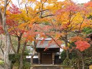 ニコちゃんさんの居士林(円覚寺)の投稿写真1