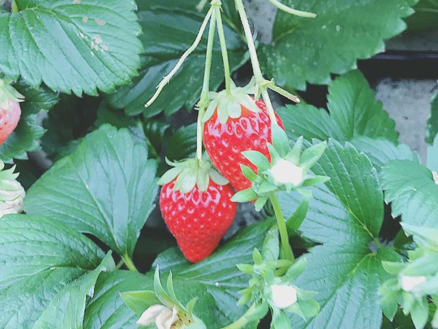 水々しく甘かったです_もんぜん