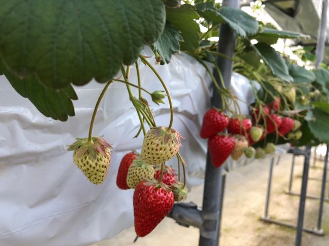 いちごの状況_ジュリカファーム淡河農園