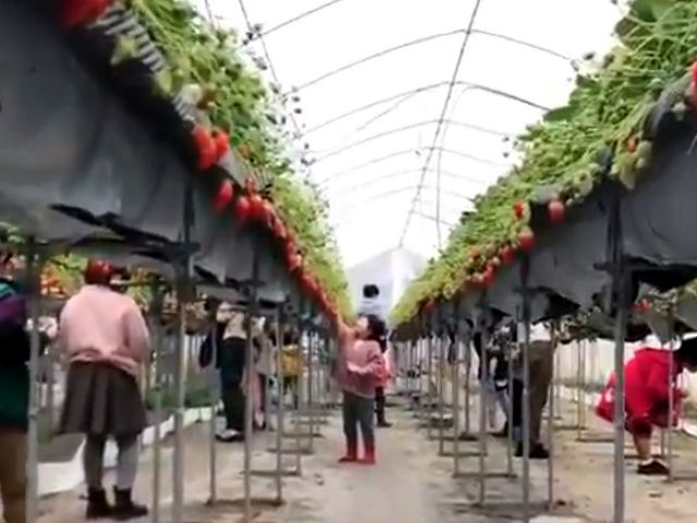 孫の身長でも、いちごを摘めました。_しあわせファー夢