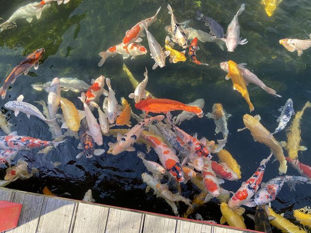 池で泳ぐ錦鯉_りんりんパークー
