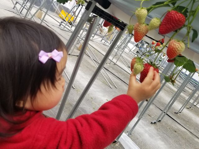 綺麗ないちごでした_アグリみと