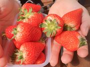 和やんさんのあかまつ農園の投稿写真1