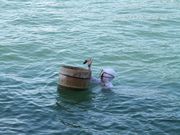みきちんさんの海女の投稿写真1