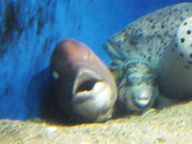 京大白浜水族館
