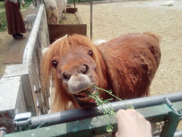 ロバ_成田ふれあい牧場