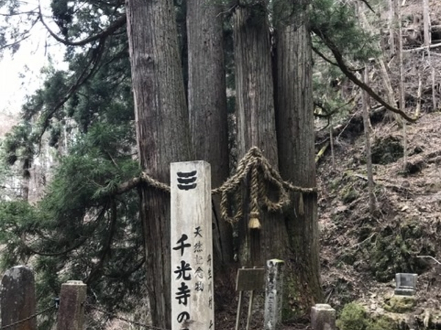 パワースポット_千光寺の五本杉