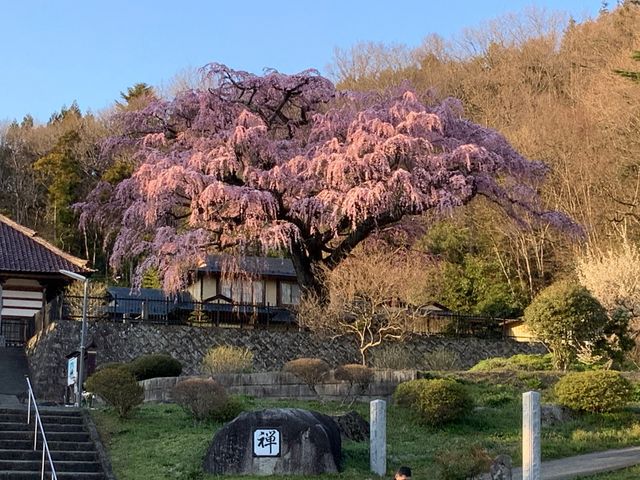 須賀川市長沼 永泉寺・江戸彼岸枝垂れ桜 _永泉寺の枝垂れ桜
