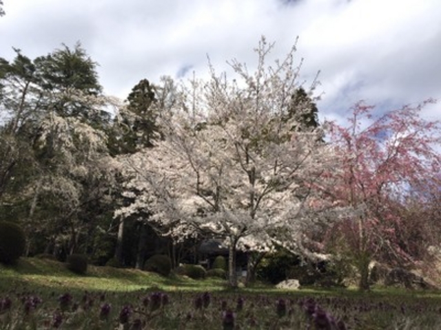 よよ子さんの普門寺の投稿写真2
