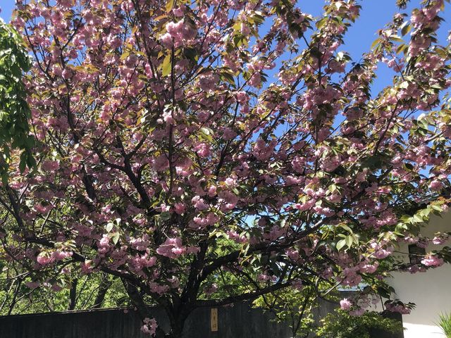 八重の桜_龍峰寺