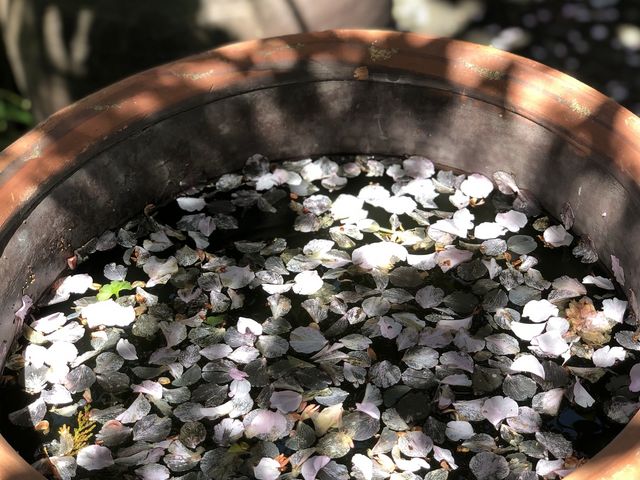 桜の下の壺_龍峰寺