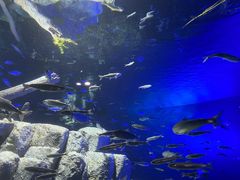 サケのふるさと千歳水族館の写真2