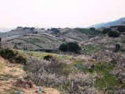 こぼらさんの梅栽培の投稿写真1