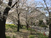 ドリルとゆう子さんの菜の花の投稿写真1