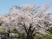 ぐっさんさんの黄金山緑地の投稿写真1