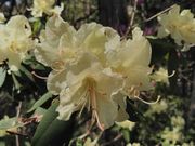 渓一郎さんの納古山の投稿写真1