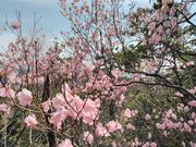 渓一郎さんの納古山の投稿写真2