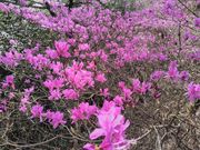 渓一郎さんの納古山の投稿写真3