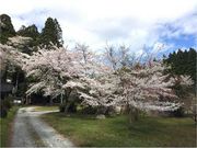 よよ子さんの普門寺の投稿写真1