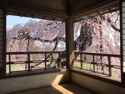 stonemeisterさんの横田陣屋御殿桜の投稿写真1