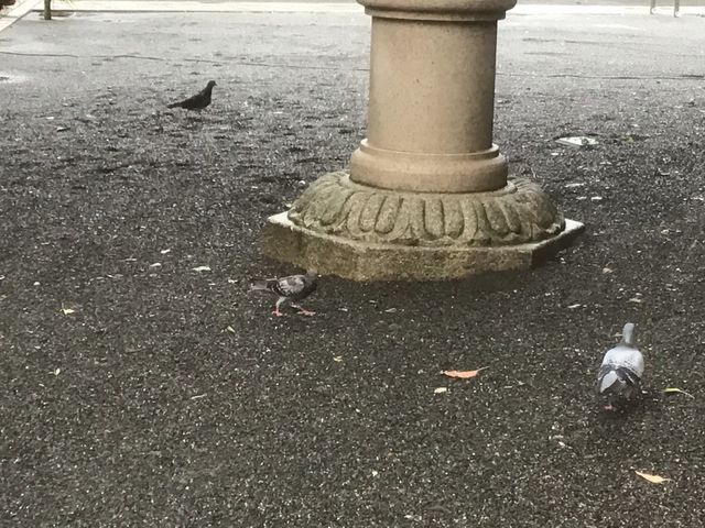また鳩!_小梳神社