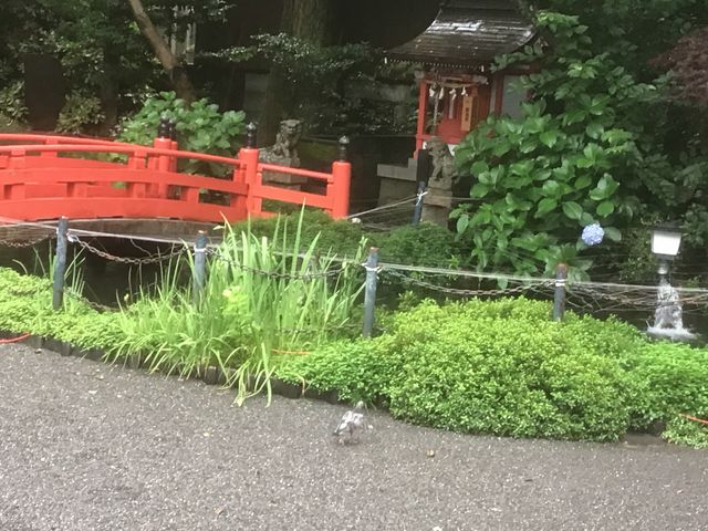 鳩が面白い動きをしていました_小梳神社