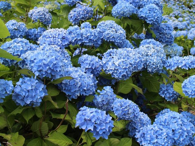 庭園の紫陽花_アップルランド山の駅おとえ