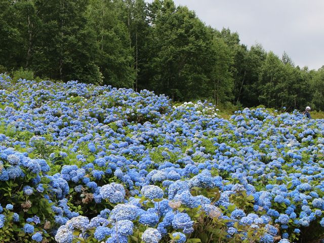斜面いっぱいに咲く紫陽花_アップルランド山の駅おとえ