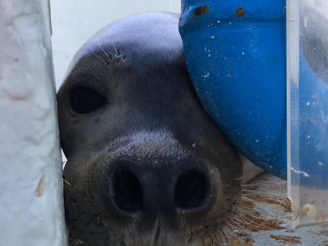 隙間からこんにちは!_ノシャップ寒流水族館