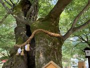 かんさんの八坂神社(山口県山口市)の投稿写真1