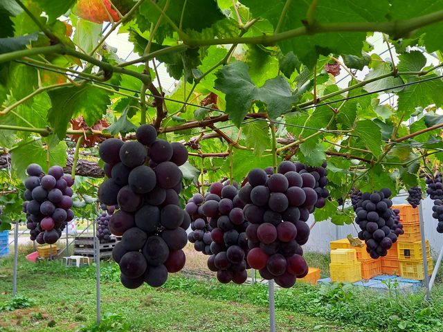 巨峰がいっぱい食べ放題。30分でも充分過ぎるほど満足です。_フルーツランドよよぜん
