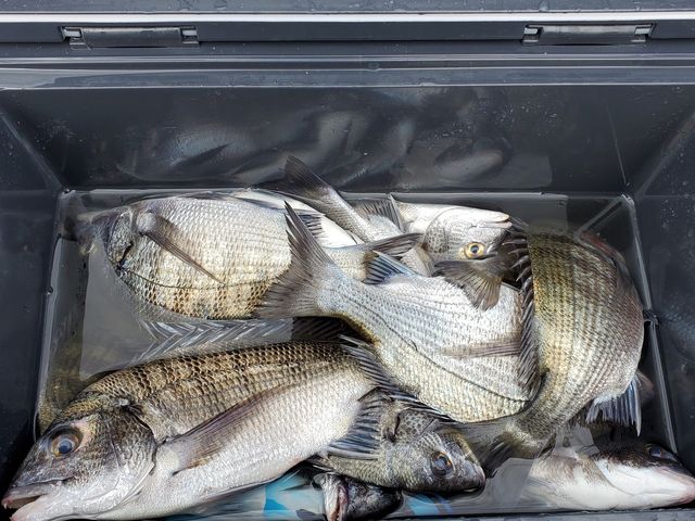午前中の釣果です。チヌ15枚カワハギ2枚キス2尾でした。半日の釣果としては良いと思います。_日本海水産