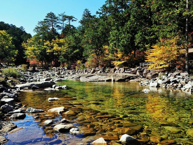 赤沢美林内を流れるきれいな渓流が、夏になると泳ぐ事が出来ます_赤沢自然休養林