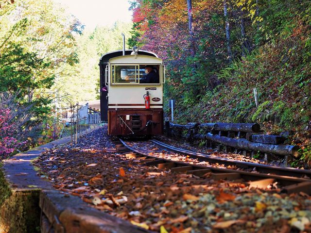 森林鉄道復活「トムソーヤクラブ村)_赤沢自然休養林