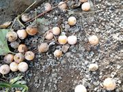 nayuさんの徳星寺の大カヤの投稿写真5