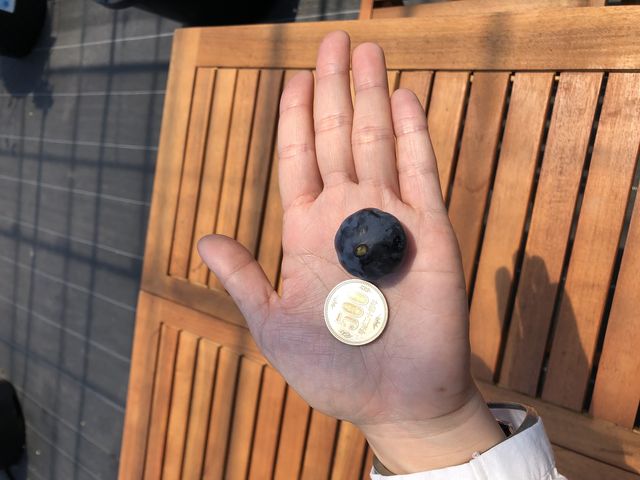 500円玉以上の大きさ発見!_ブルーベリーファームしまばら