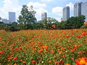 たれれったさんの浜離宮恩賜庭園のお花畑の投稿写真1